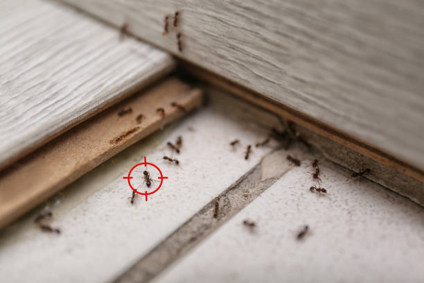 Trusted Parsons, KS Pest Control Experts