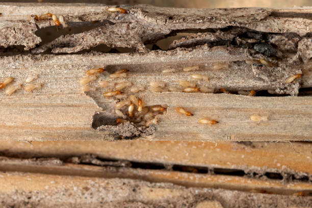 Best Pest Control Treatment  in Parsons, KS