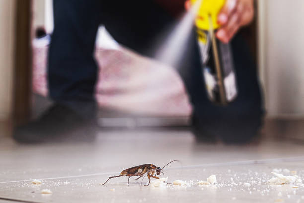 Best Termite Control Services  in Parsons, KS