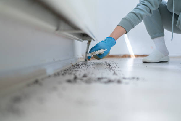 Best Ant Control Services  in Parsons, KS